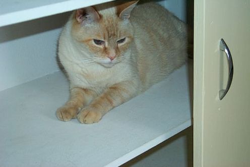cupboard cat.jpg